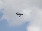 IMG_6929
