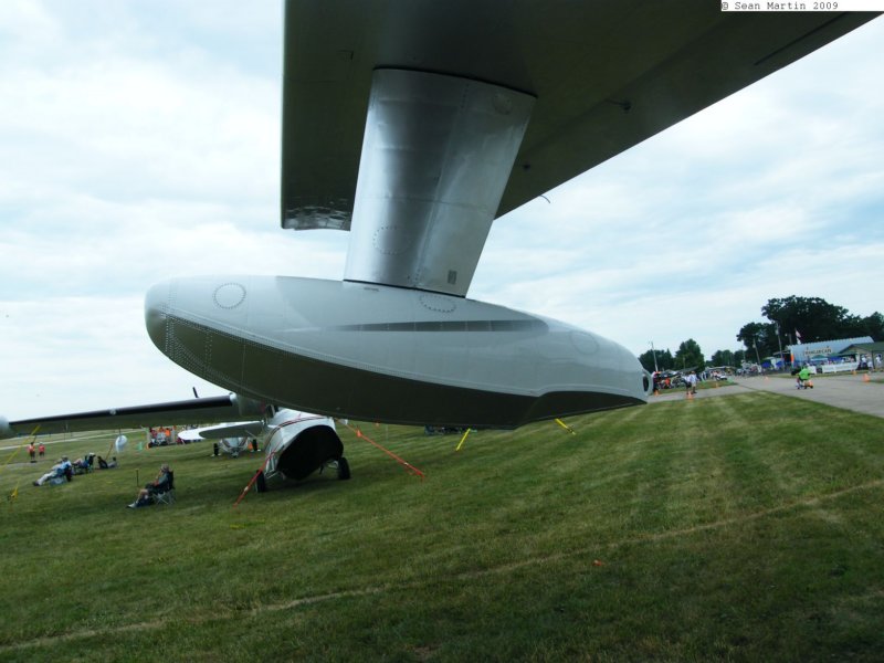 albatrosn298539.jpg